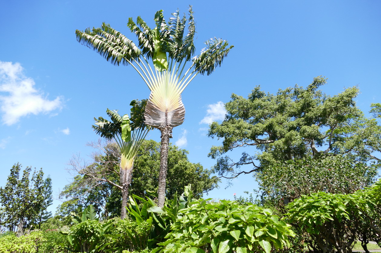 14. La Guadeloupe ; Deshaies, le jardin botanique