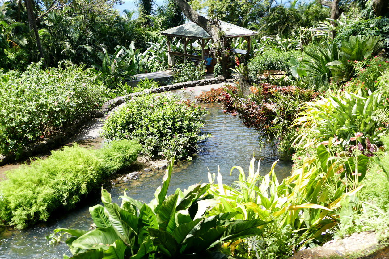 22. La Guadeloupe ; Deshaies, le jardin botanique