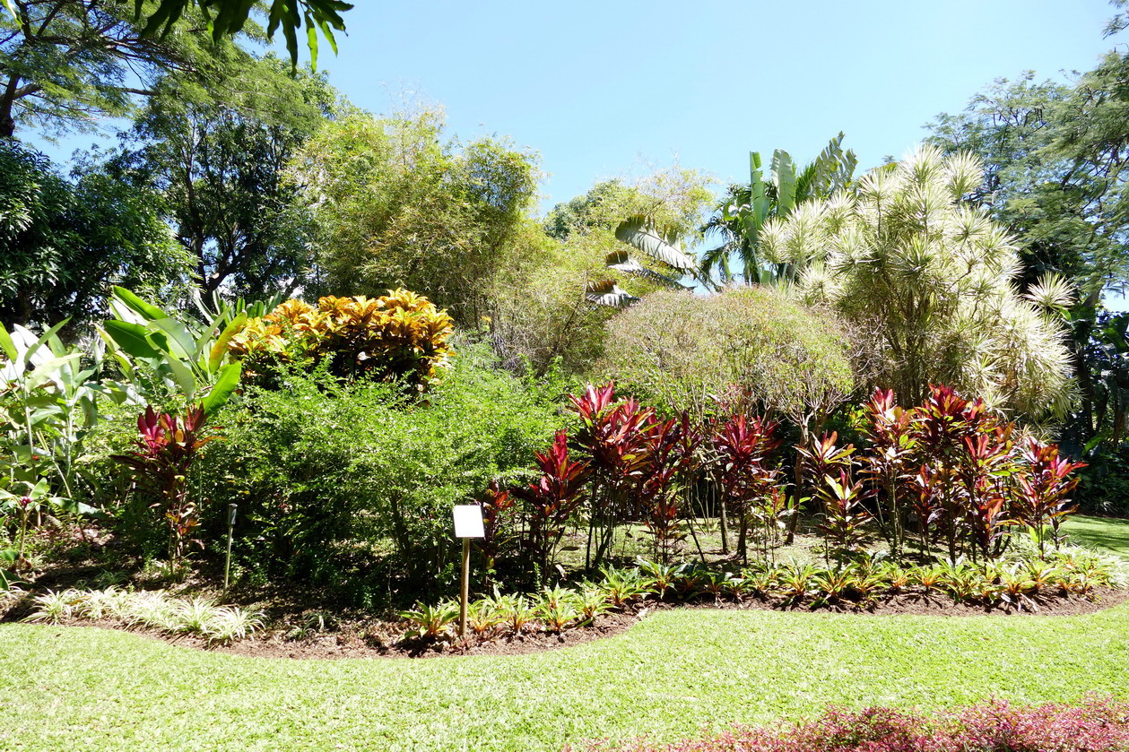 24. La Guadeloupe ; Deshaies, le jardin botanique