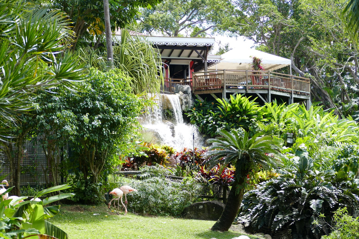 32. La Guadeloupe ; Deshaies, le jardin botanique