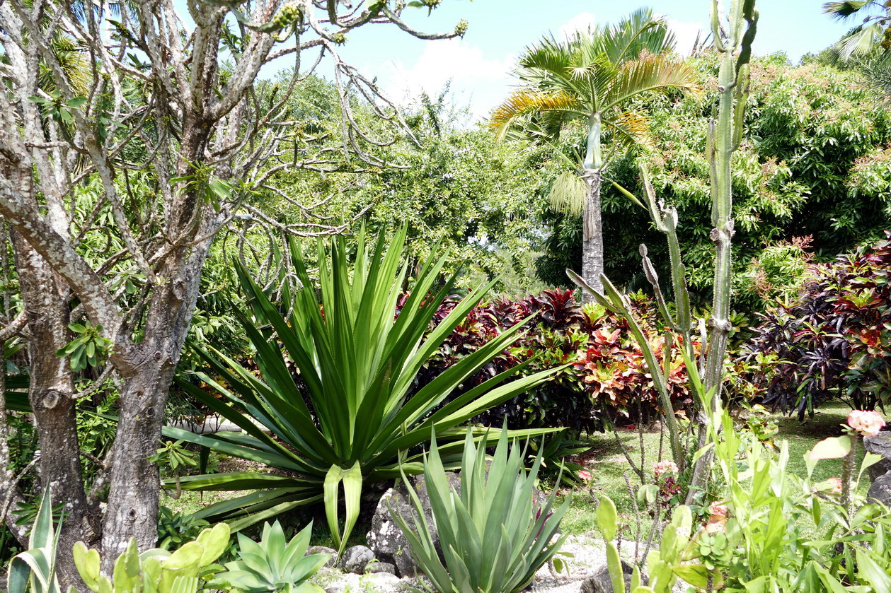 34. La Guadeloupe ; Deshaies, le jardin botanique