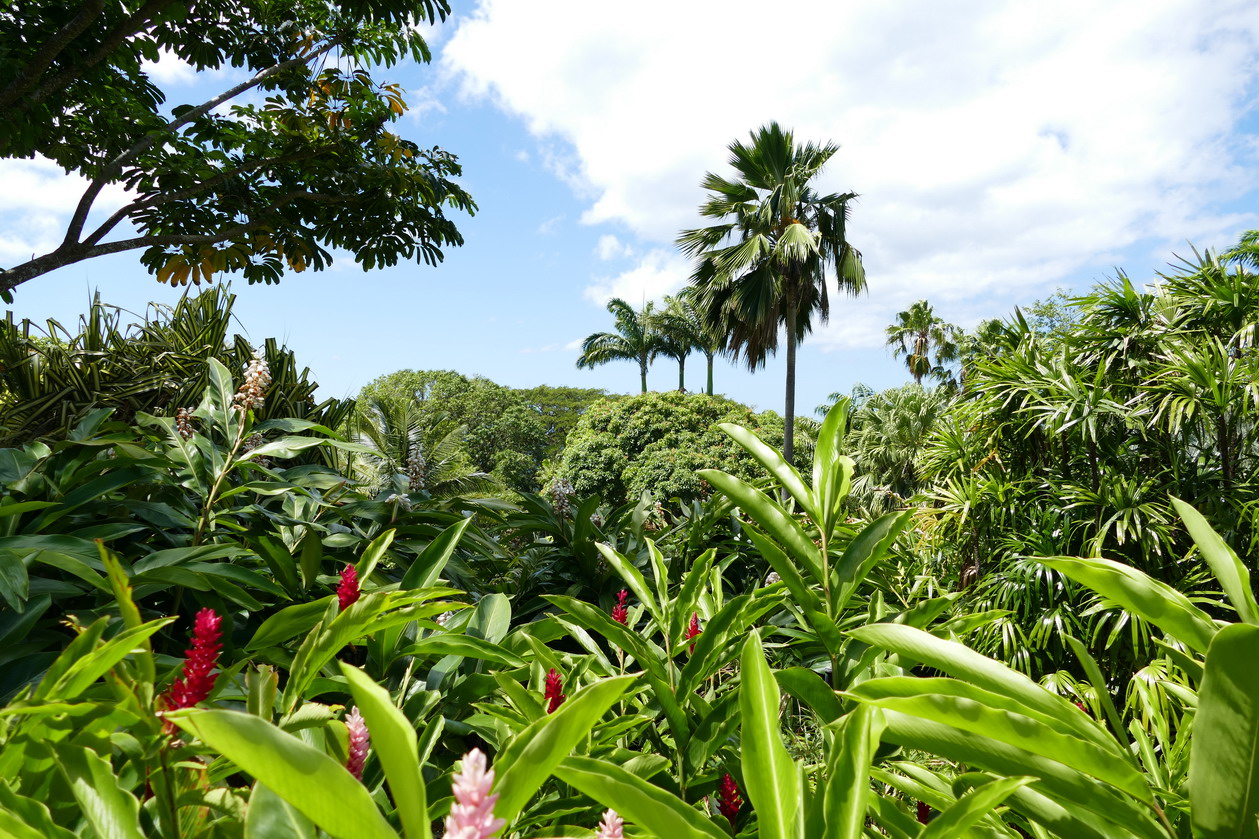 35. La Guadeloupe ; Deshaies, le jardin botanique