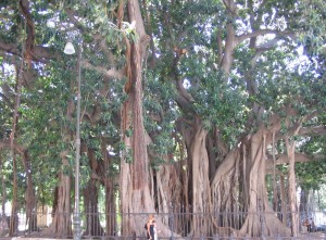 18. Ficus magnolia de la piazza Merina